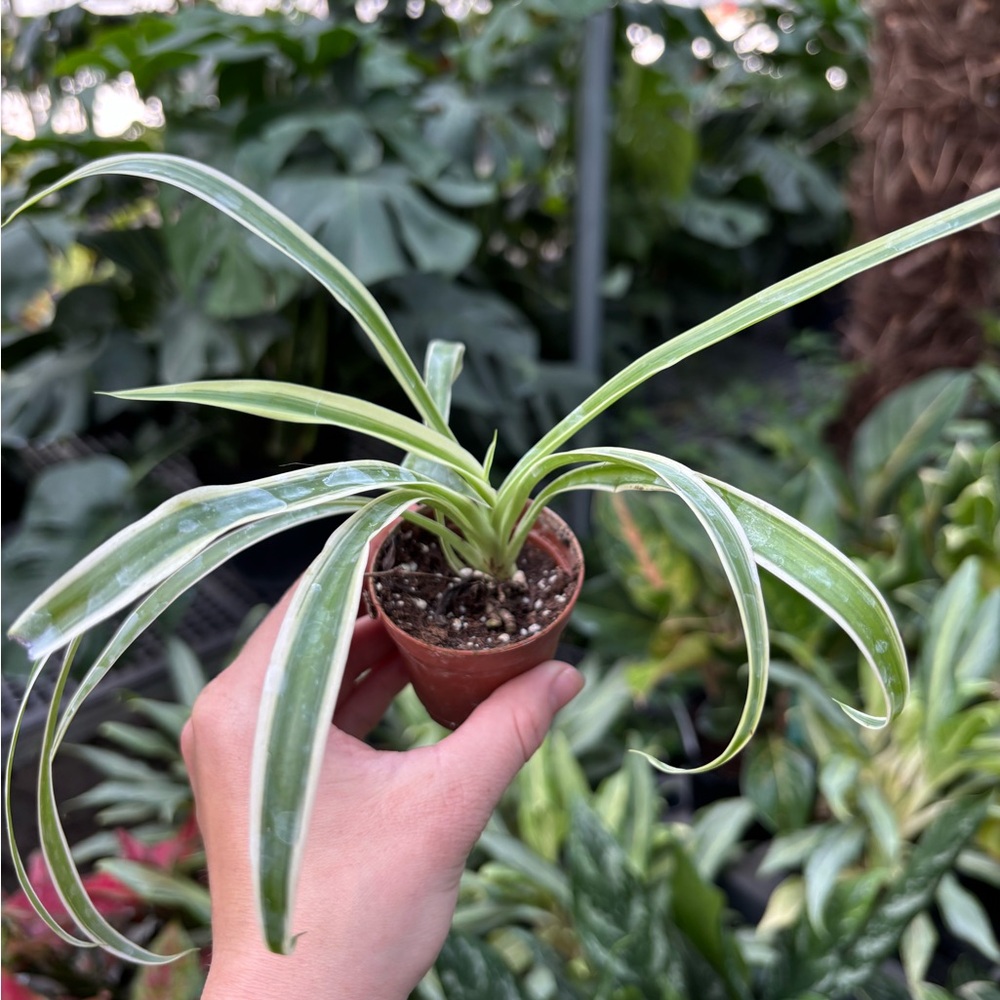 Green and White Spider Plant